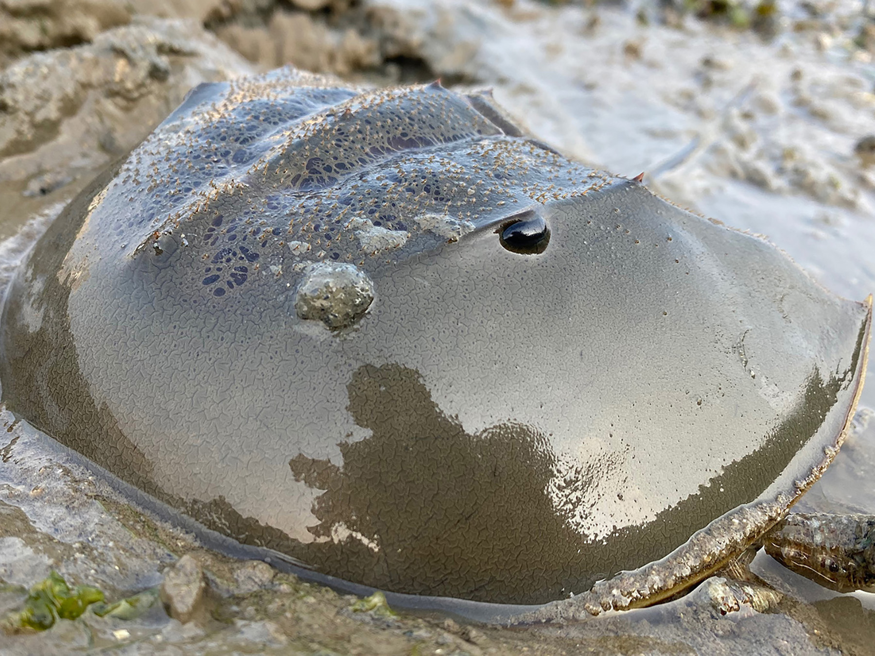 The living fossil roaming on mudflats, photo 2