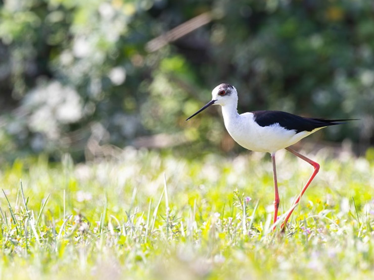 Conservation Initiatives