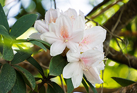 Rhododendron championiae